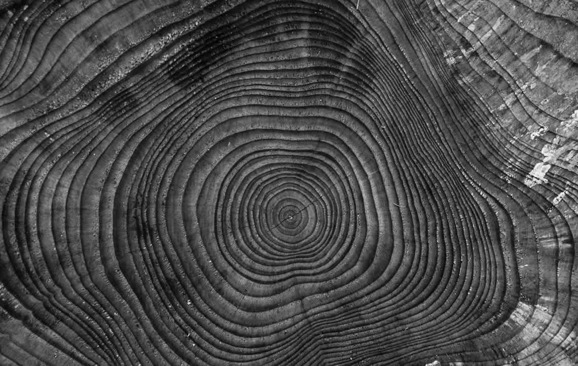 La melodia degli alberi - foto 2
