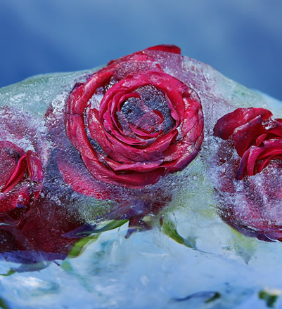Le composizioni floreali di Azuma Makoto diventano arte - foto 2