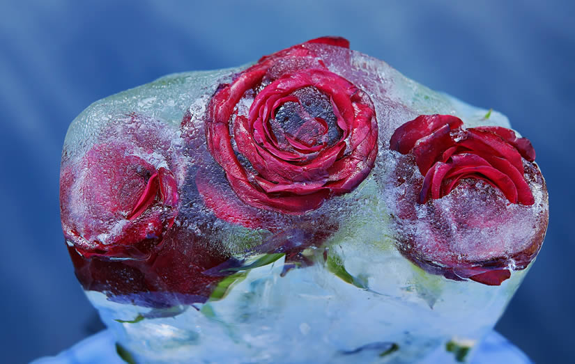 Le composizioni floreali di Azuma Makoto diventano arte - foto